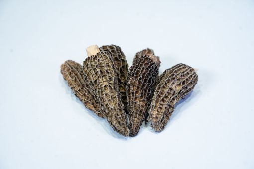 Picture of Large Morel Mushrooms