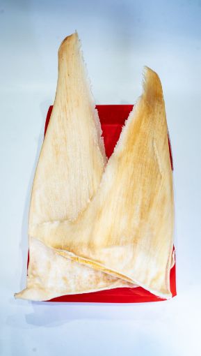 Picture of Sand Green Shark Fin