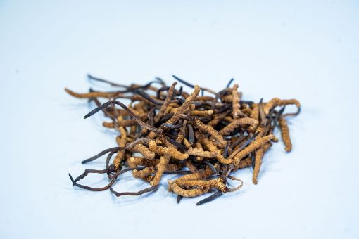 Picture of Cordyceps 160-180 pieces