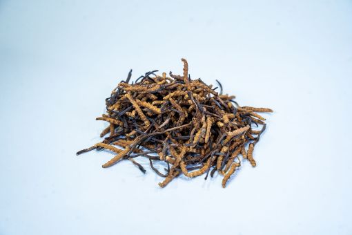 Picture of Cordyceps 140 pieces